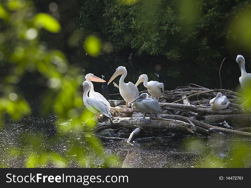 Pelican Nest On Lake