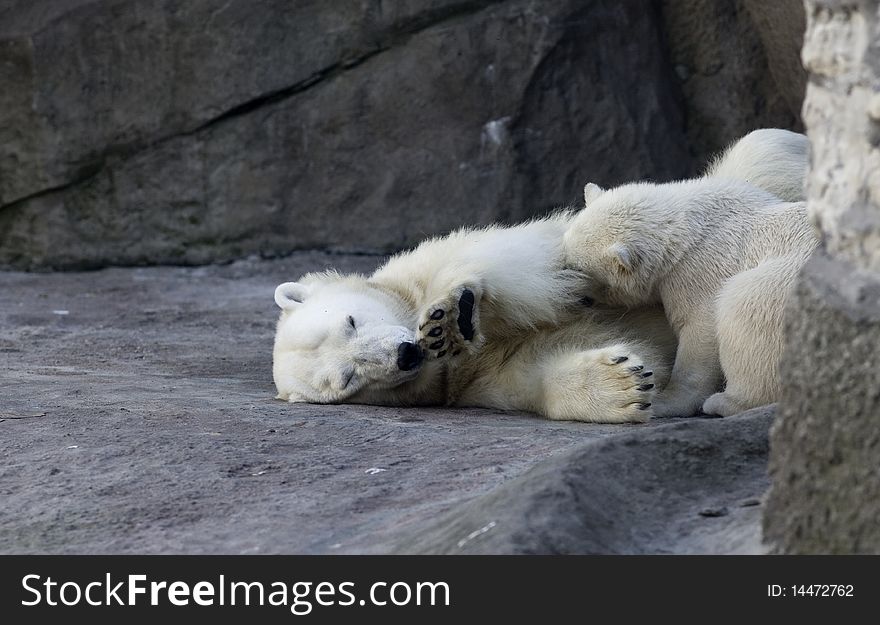 Bear cub play in zoo