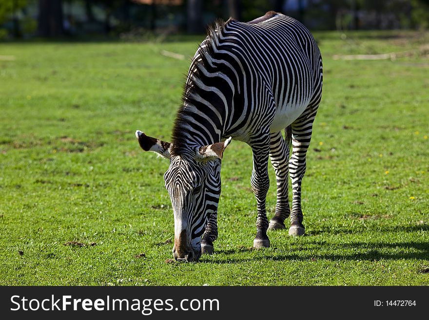Zebra feed on grass in zoo park
