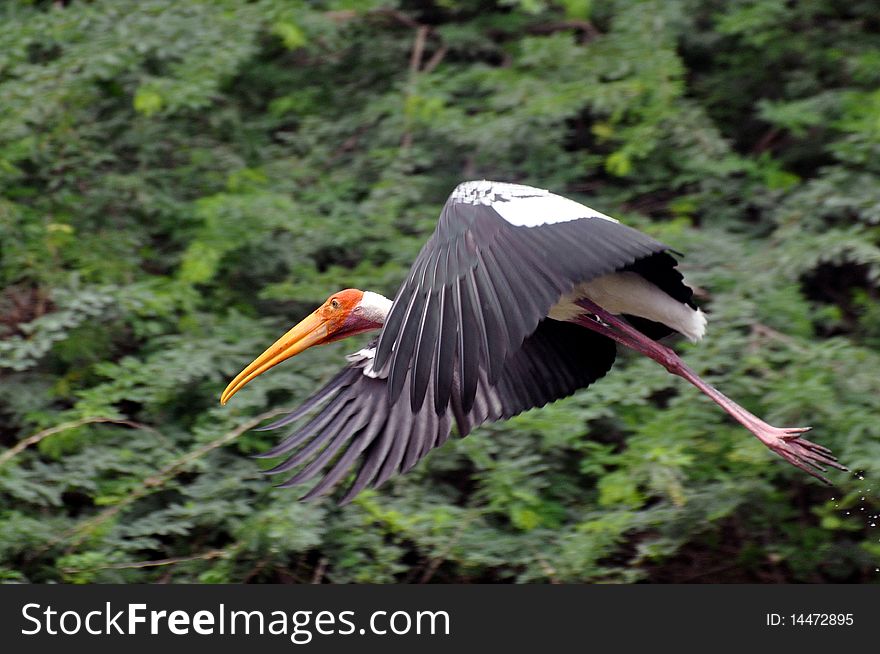 Painted storks (mycteria leucocephala) flying over delhi