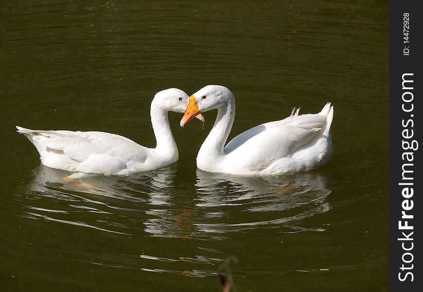 A gheese couple enjoying each other's company. A gheese couple enjoying each other's company