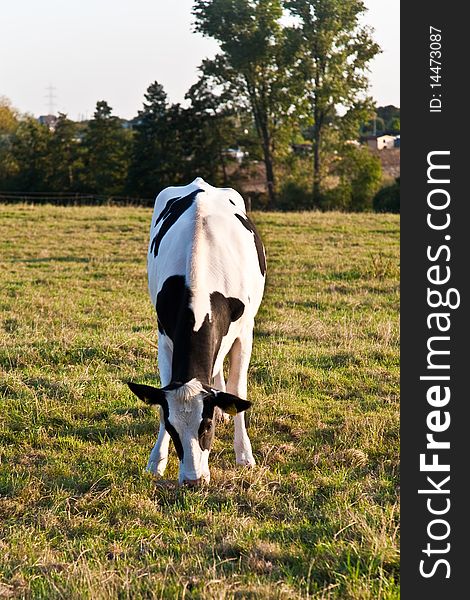 Cows at the meadow