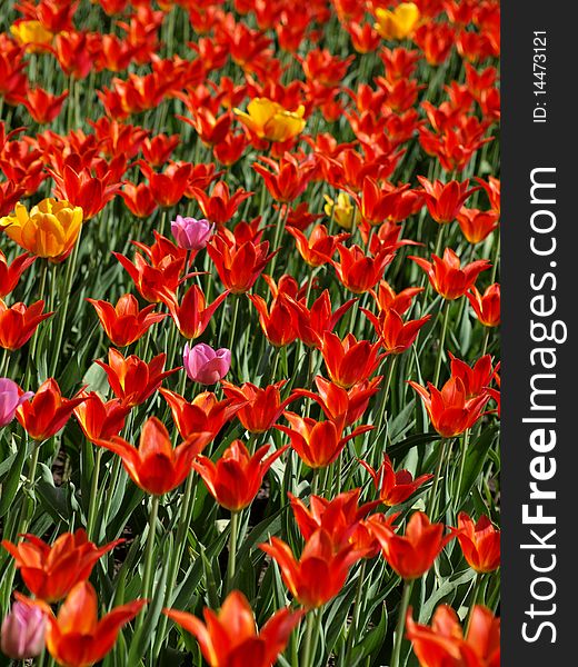 Color photograph of red tulips in a field