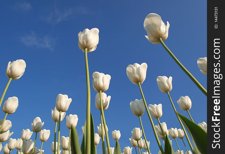 Color photograph of tulips in a field and blue sky. Color photograph of tulips in a field and blue sky