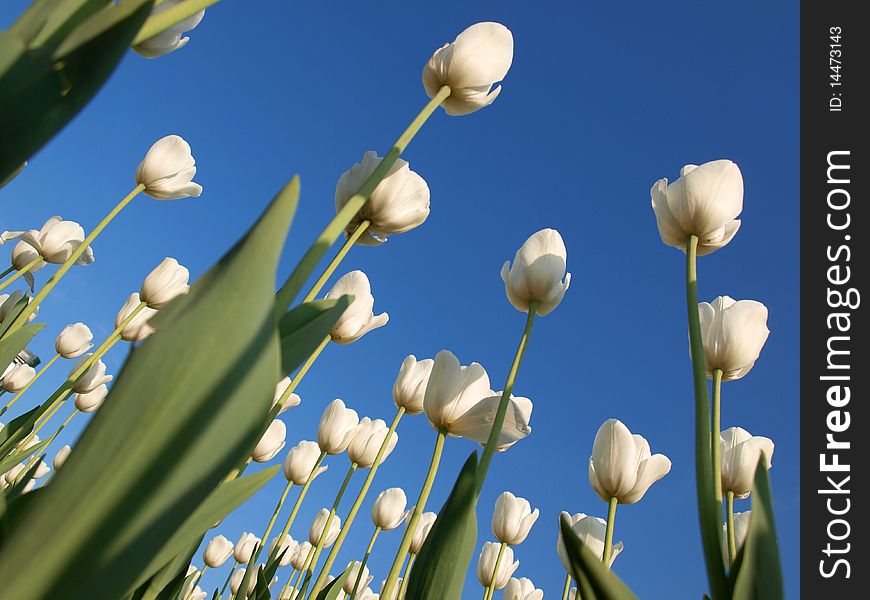 Color photograph of tulips in a field and blue sky. Color photograph of tulips in a field and blue sky