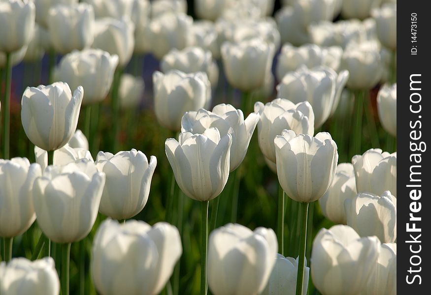 Color photograph of white tulips in a field. Color photograph of white tulips in a field