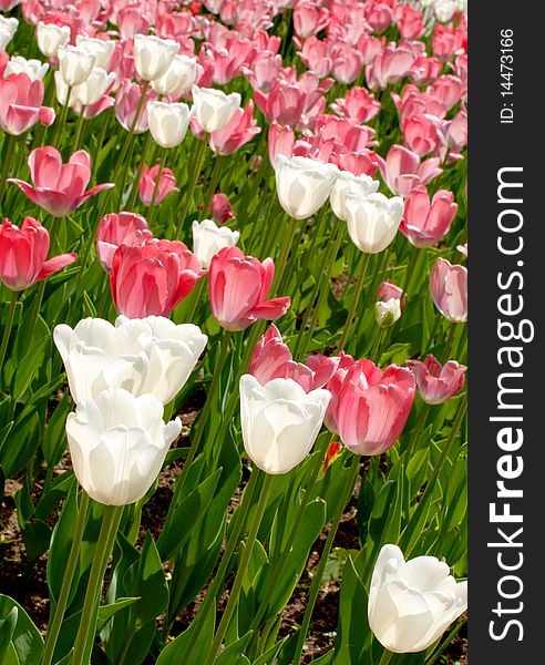 Color photograph of white and red tulips in a field