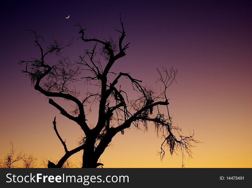 Valley oaks are majestic and often ancient, living for 100 or even 200 years. Valley oaks are majestic and often ancient, living for 100 or even 200 years.