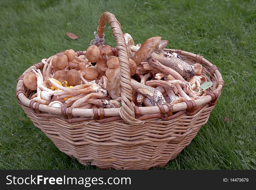 Forest edible mushrooms close up