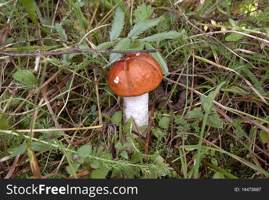Forest edible mushroom close up. Forest edible mushroom close up