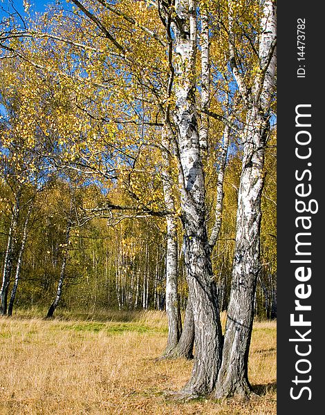 Beautiful autumn landscape with yellow, red and green trees