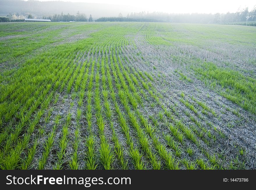 Cultivated farm land grass hay field in the country. Cultivated farm land grass hay field in the country