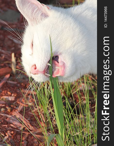 White cat with mouth open eating grass. White cat with mouth open eating grass