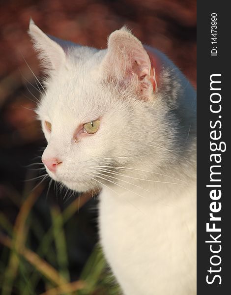 Profile portrait of white cat. Profile portrait of white cat