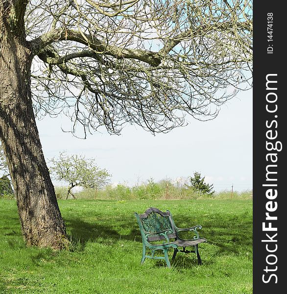 Single wooden bench under one tree in a grass field. Single wooden bench under one tree in a grass field