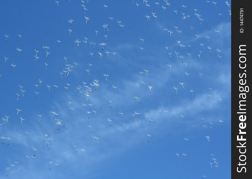 Dandelions fluff on blue sky background