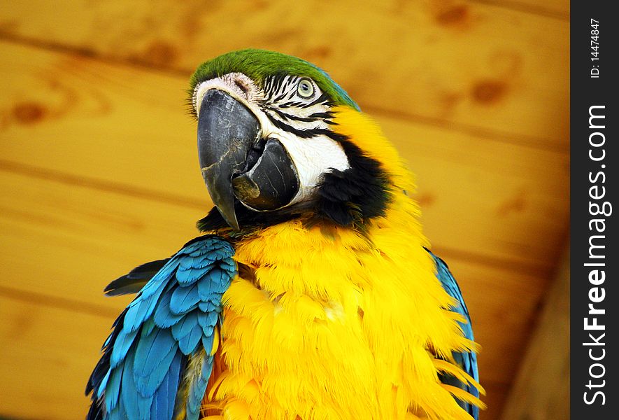 A Beautifull Big Blue and Yellow Macaw Parrot