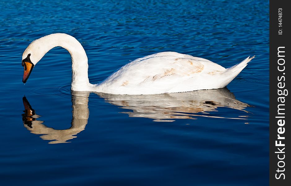 Swan with reflections on a clear blue lake