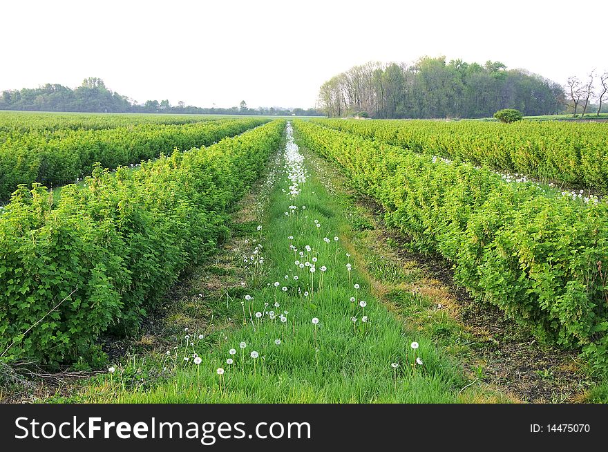 Gooseberry Bush And Dandelions