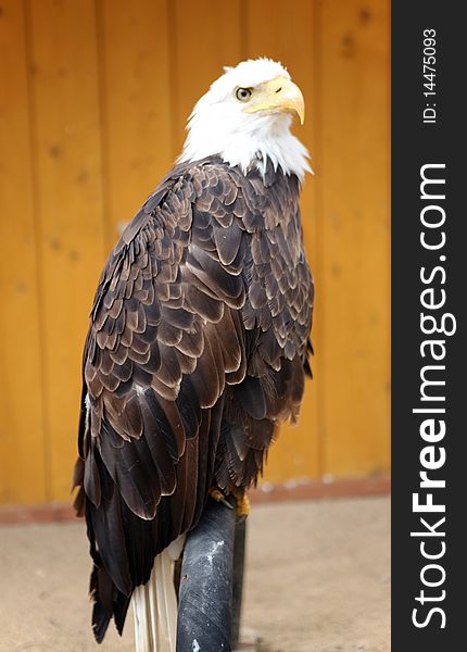 American bald eagle in the ZOO