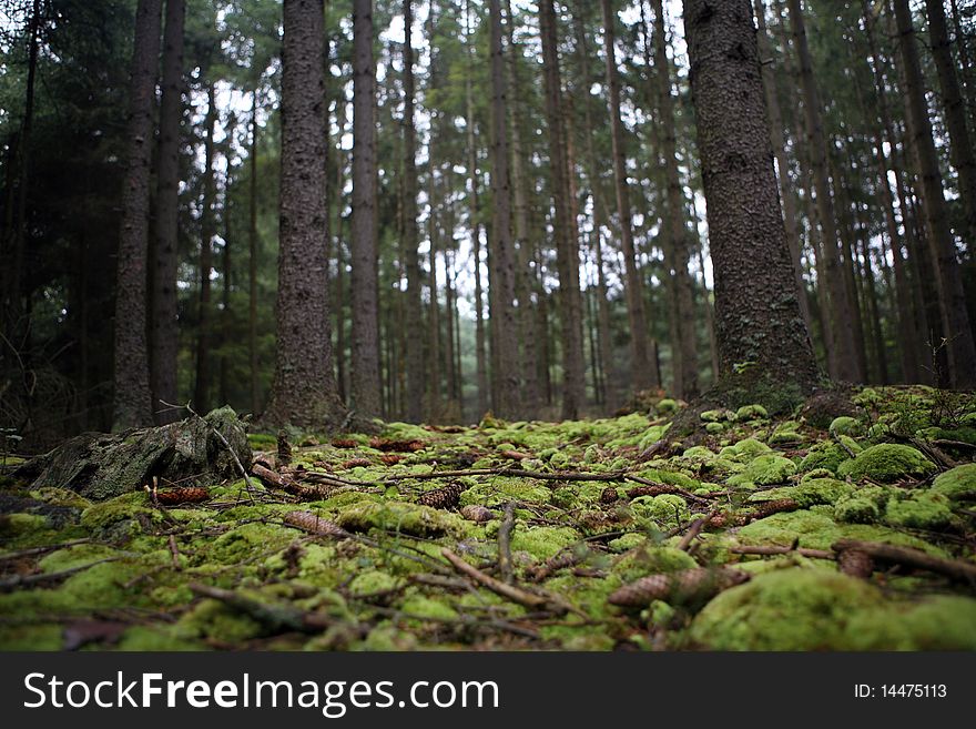 Forest in the autumn