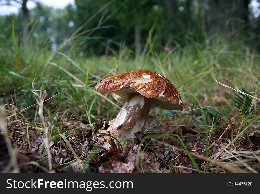 Wild growing mushrooms in the grass