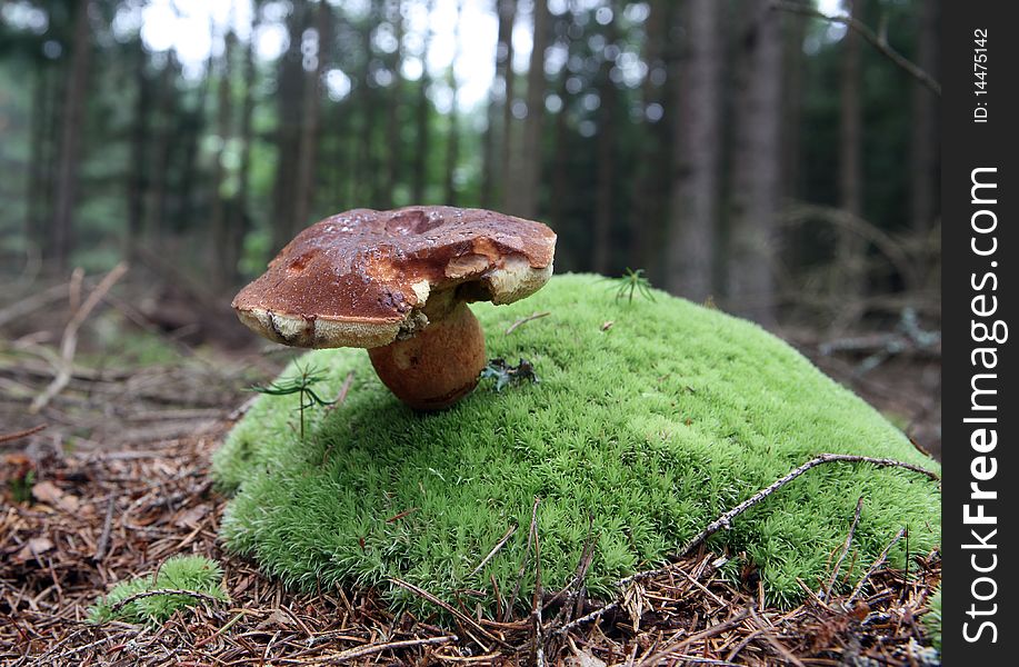 Mushroom In The Forest