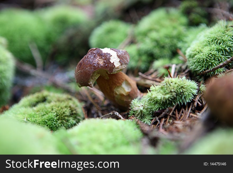 Wild growing mushrooms in the forest. Wild growing mushrooms in the forest
