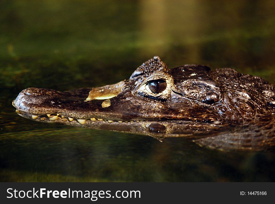 Small crocodile head in the water. Small crocodile head in the water