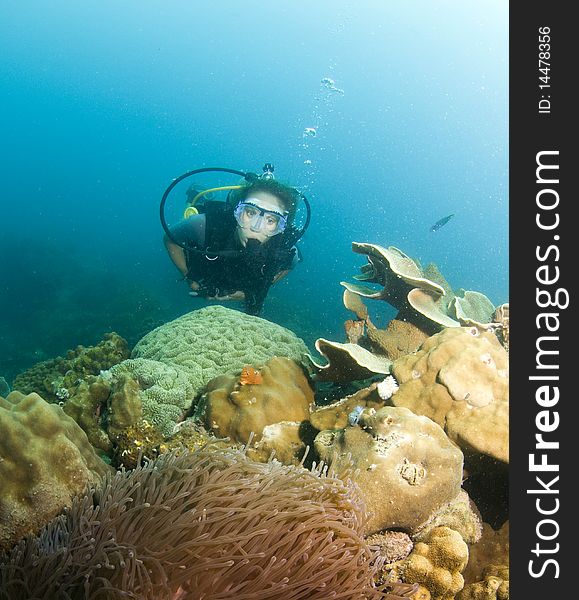 Scuba diver swimming over coral. Scuba diver swimming over coral