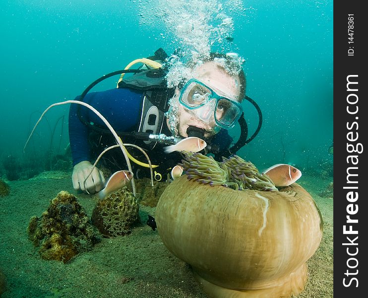 Scuba diver looking at enemone fish and anemone
