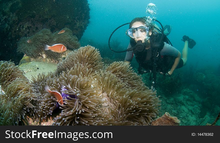 Scuba diver swimming over coral. Scuba diver swimming over coral