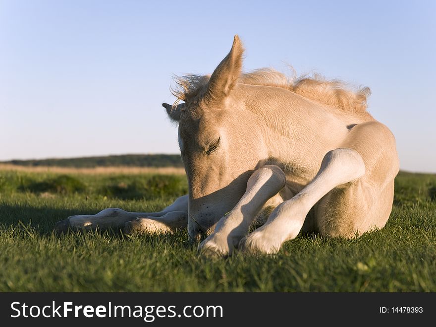 A color landscape photo of a beautiful beige colored newborn foal laying on the grass and sleeping. A color landscape photo of a beautiful beige colored newborn foal laying on the grass and sleeping