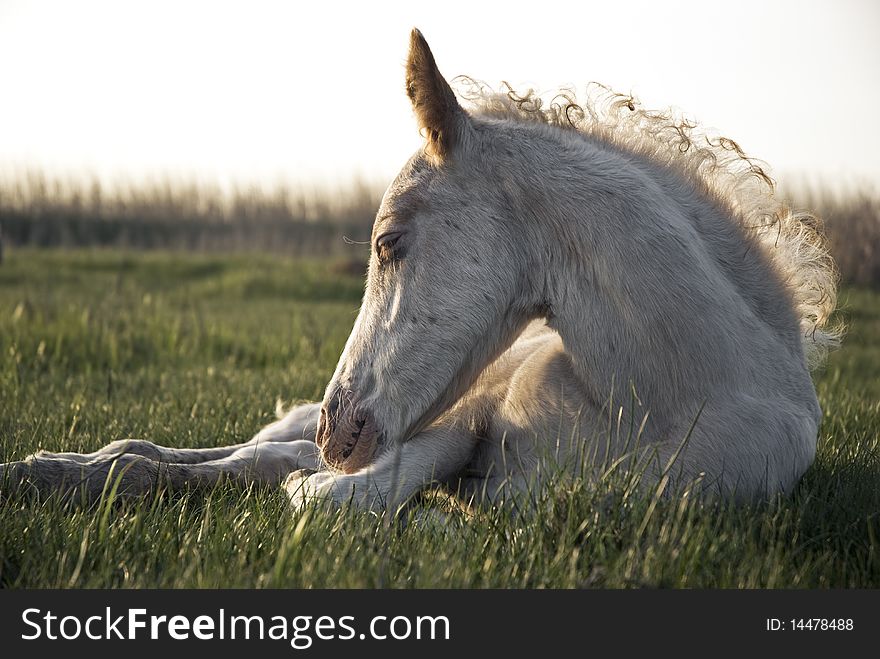 A colour photo of a beautiful white newborn foal laying on the grass and sleeping. A colour photo of a beautiful white newborn foal laying on the grass and sleeping