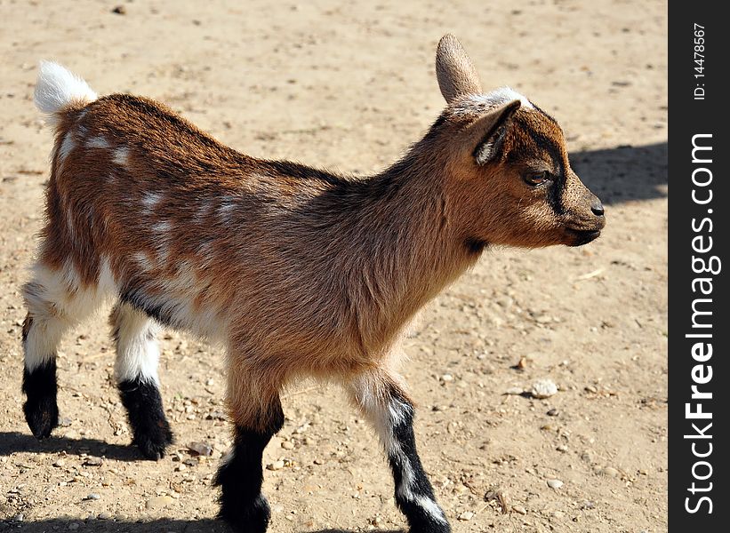 A little goat white and brown isolated. A little goat white and brown isolated