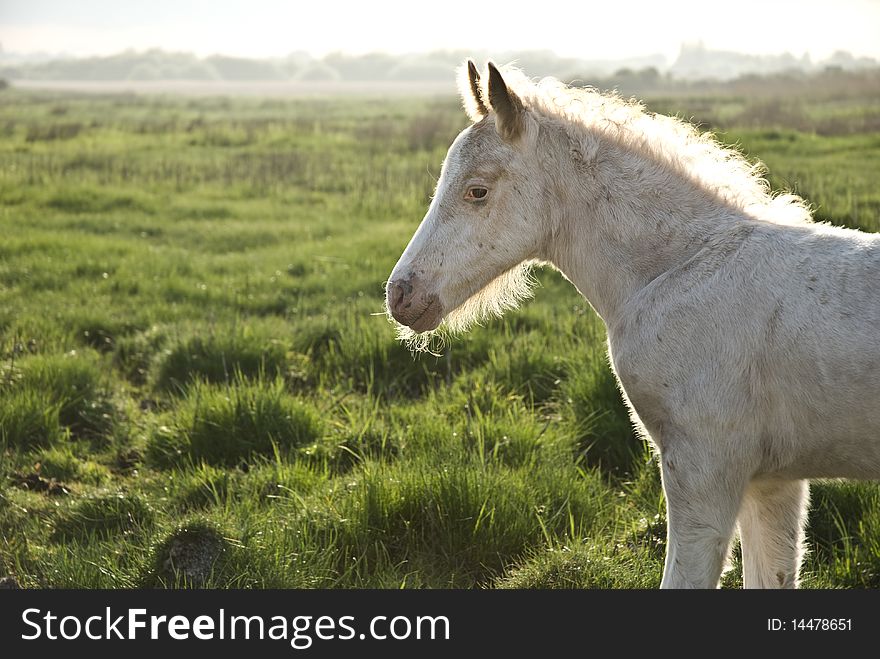 A color photo of a beautiful white newborn foal standing in the grass