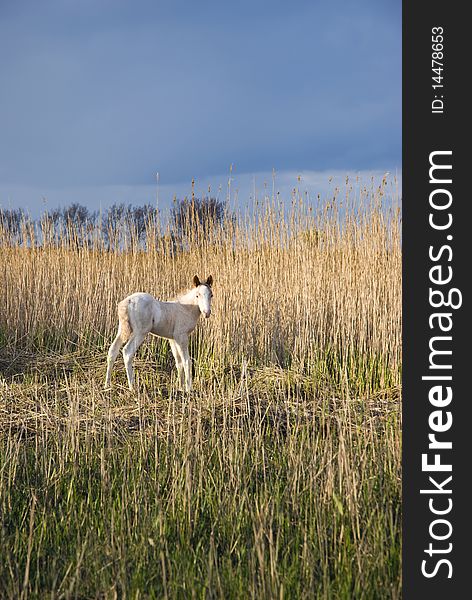 A color photo of a beautiful white newborn foal standing in front of dome long reeds in the late afternoon light. A color photo of a beautiful white newborn foal standing in front of dome long reeds in the late afternoon light.