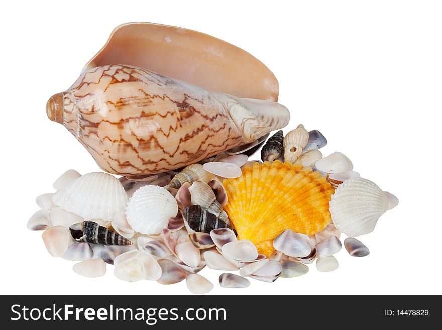 Cockleshells it is isolated on a white background