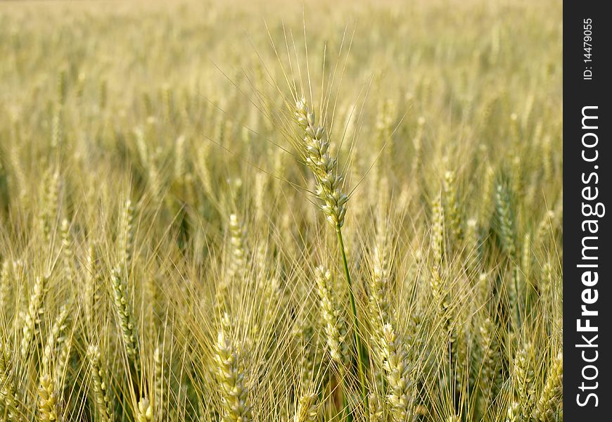 In may quickly mature wheat. In may quickly mature wheat