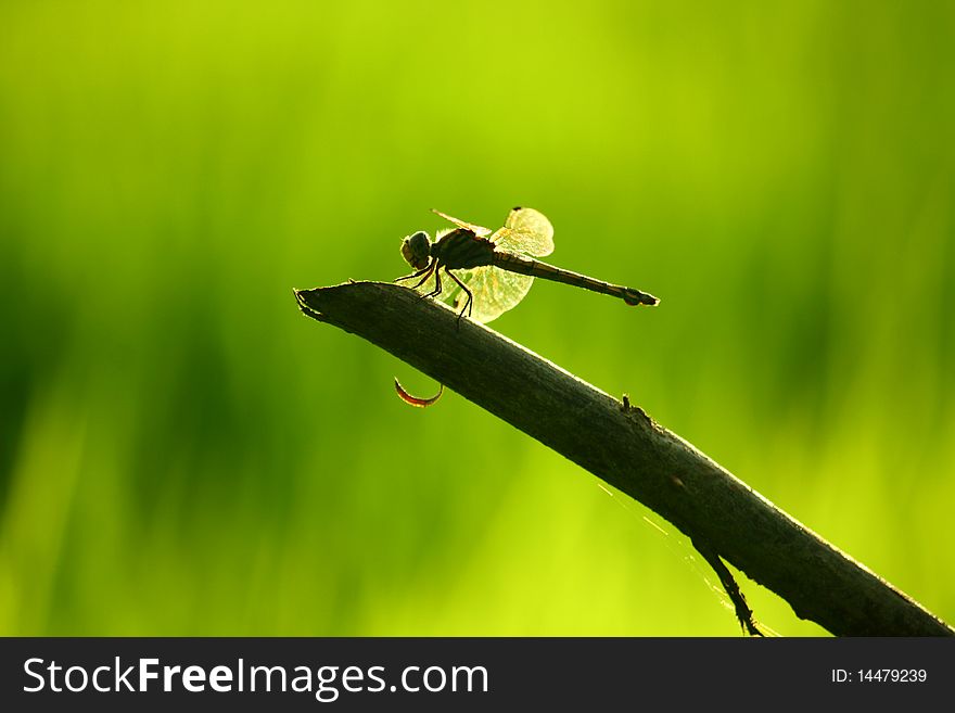 The Insects or Dragonfly at the field