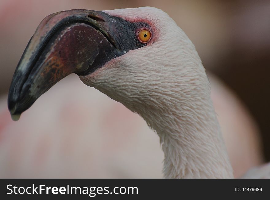 The lesser flamingo lives in Africa. The lesser flamingo lives in Africa