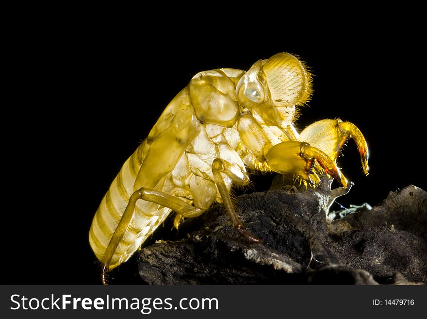 Close up for skin of cicada image