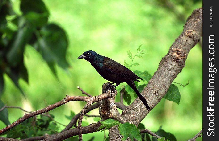 Image of grackle looking at its reflection in a window. Image of grackle looking at its reflection in a window