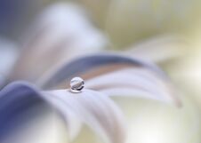 Beautiful Nature Background.Abstract Artistic Wallpaper.Art Macro Photography.Spring Flowers.Water Drop.Plant,pure.Colorful,soft Royalty Free Stock Photo Beautiful Nature Background.Abstract Artistic Wallpaper.Art Macro Photography.Spring Flowers.Water Drop.Plant,pure.Colorful,soft Royalty Free Stock Photo