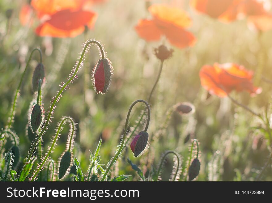 Red Poppies In The Field In Backlight