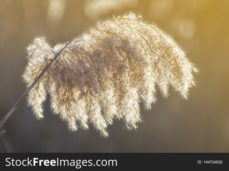 Golden reed grass in the spring in the bright sunlight. Abstract natural background. Close-up image.