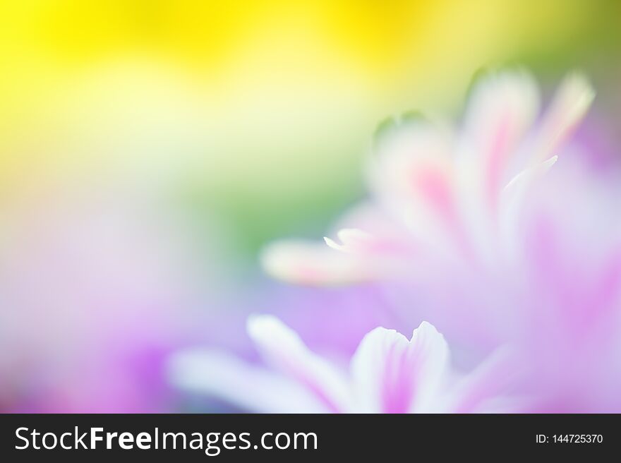 Close-up of Siskiyou Lewisia cotyledon flowers. Selective focus and shallow depth of field. Close-up of Siskiyou Lewisia cotyledon flowers. Selective focus and shallow depth of field.