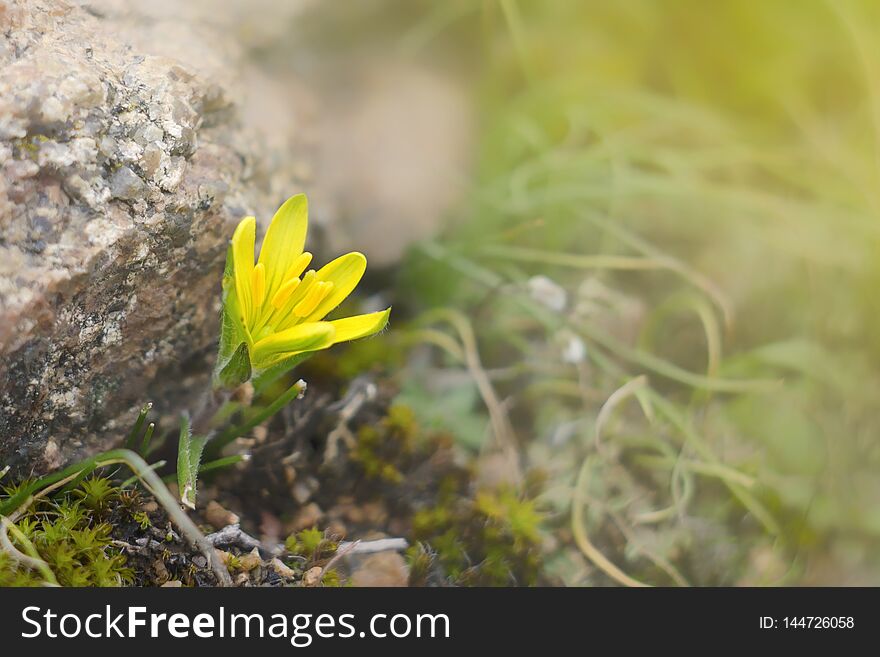 Meadow plant blooms in very early spring. This is the flower of goose onions Gagea lutea