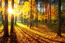 Autumn Forest Stock Images