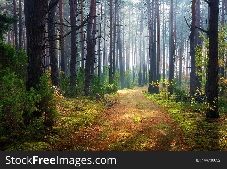Morning forest landscape. Scenic woodland. Mist in green forest